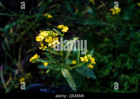 Eine Nahaufnahme der Senfpflanze mit blühenden gelben Blüten, Blättern und Samen in einem indischen Garten. Stockfoto