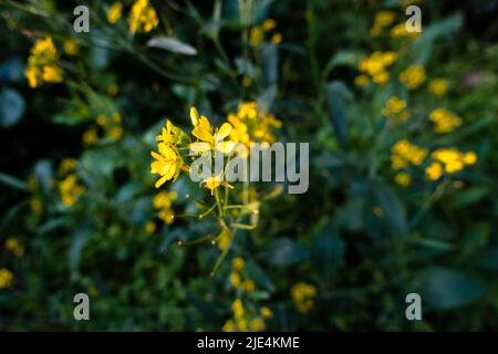 Eine Nahaufnahme der Senfpflanze mit blühenden gelben Blüten, Blättern und Samen in einem indischen Garten. Stockfoto