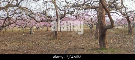 Pfirsichbäume Pfirsich blühen in voller Blüte Frühling Frühling Landschaft Garten Frühling Blumen blühen Stockfoto