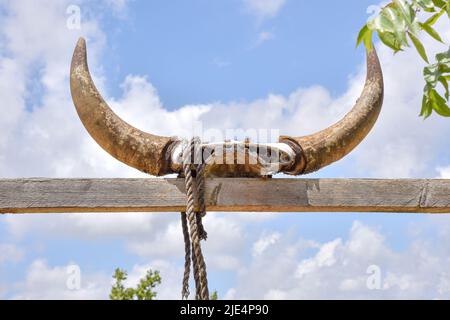 Schädelknochen, Kuhschädel, Stierschädel, Stier, Kuh, Hörner, Bullenhörner, Kuhhörner, Knochen, Schädelknochen. Hochwertige Fotos Stockfoto