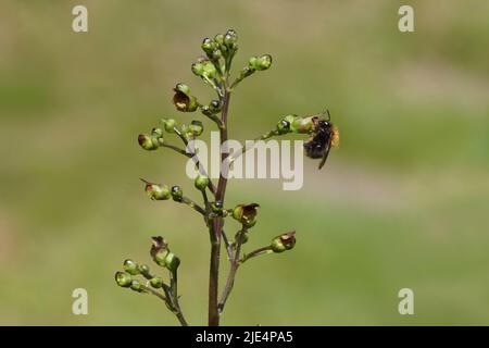 Gemeine Carderbiene (Bombus pascuorum), Familie Apidae. Auf einer Blume der Gemeinen Feigenwürze (Scrophularia nodosa), Familie der Feigenwürze (Scrophulariaceae). Stockfoto