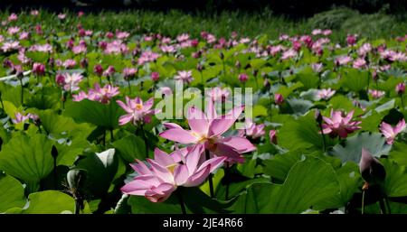 Peking, China. 22.. Juni 2022. Das am 22. Juni 2022 aufgenommene Foto zeigt Lotusblumen im Huqiu Feuchtgebiet Park in Suzhou, der ostchinesischen Provinz Jiangsu. Quelle: Hang Xingwei/Xinhua/Alamy Live News Stockfoto