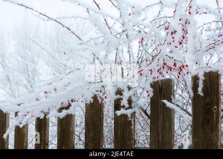 Dünne Äste mit roten, kleinen Beeren, die mit Frost bedeckt sind und tagsüber über einem Holzzaun wachsen. Speicherplatz kopieren. Schöne Winterzeit mit tonnenweise Schnee Stockfoto