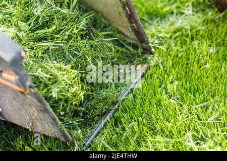 Nahaufnahme frisches grünes Gras im Rasenmäher im Garten. Mähen von Kräutern. Ökologische Nachhaltigkeit. Ökologie, Biopflege Stockfoto