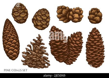 Geheimnisvolle Wald handgezeichnete Vektor-Illustrationen-Kollektion. Farbige Tannenzapfen. Stock Vektor