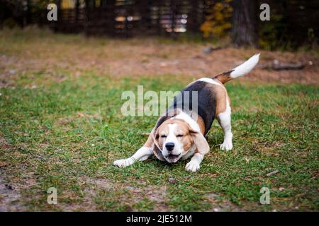 Hound Beagle auf einem Spaziergang im Herbst Park Stockfoto