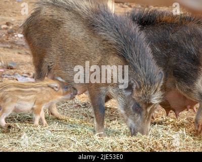 Schwein und Ferkel, die frei in ländlichen Gebieten in indischen Dörfern wandern. Stockfoto