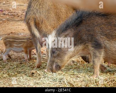 Schwein und Ferkel, die frei in ländlichen Gebieten in indischen Dörfern wandern. Stockfoto