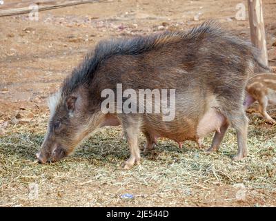 Schwein, der frei in ländlichen Gebieten in indischen Dörfern unterwegs ist. Stockfoto