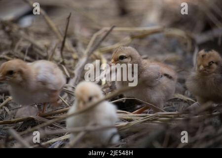 Schönes Porträt von niedlichen Baby Küken. Stockfoto