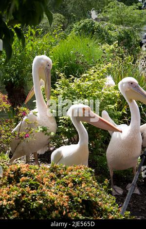 Niedliche Pelikanvögel, die im St james Park in london, Großbritannien, herumlaufen Stockfoto