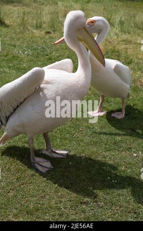 Niedliche Pelikanvögel, die im St james Park in london, Großbritannien, herumlaufen Stockfoto