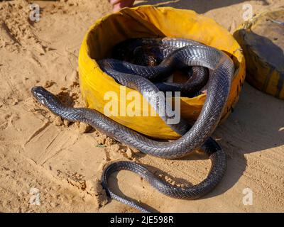 Cobra Snake Nahaufnahme Bild, in einen Korb gelegt Stockfoto