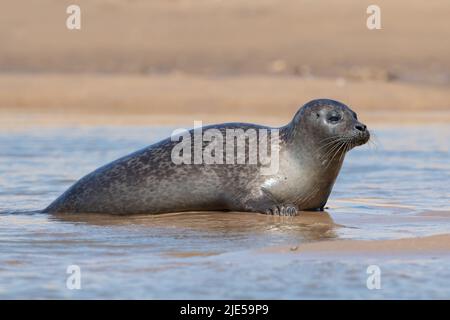 Die Hafenrobbe (Phoca vitulina) wurde auf dem Sand der Norfolk-Küste ausgezogen Stockfoto