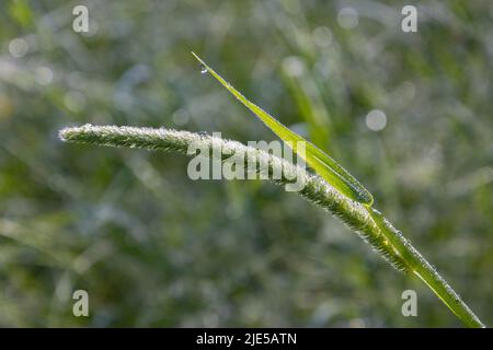 Nahaufnahme von timothy Gras mit Tautropfen, mit Kopierraum, Phleum pratense Stockfoto