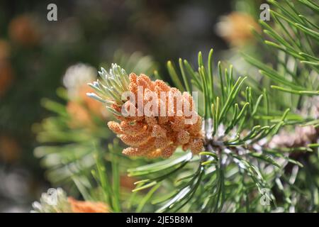 Blüte des Pinus mugo. Männliche Pollen, die Strobili produzieren. Neue Triebe im Frühjahr von Zwergkiefer. Koniferkegel. Gelber, pollenhaltiges Männchen Stockfoto