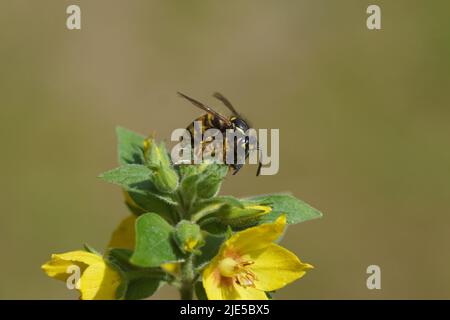 Gemeine Wespe (Vespula vulgaris), Familie Vespidae mit einer Marmaladenfliege (Episyrphus balteatus) als Beute auf Gelbfieber (Lysimachia punctata). Stockfoto