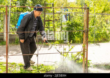 Älterer Mann, der seine Pflanzen in seinem Garten mit Streu bewässert. Stockfoto