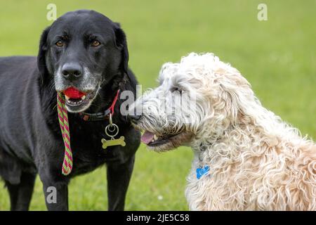 Schwarzer Labrador mit rotem Spielzeug im Mund und weißem Labradoodle im Hundepark Stockfoto