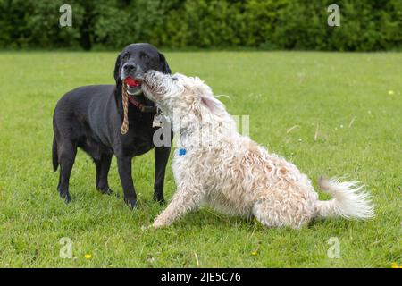 Schwarzer Labrador mit rotem Spielzeug im Mund und weißem Labradoodle, der Spaß im Hundepark hat Stockfoto