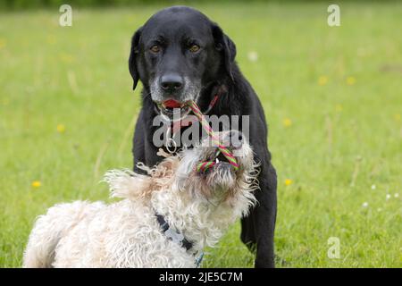 Schwarzer Labrador mit rotem Spielzeug im Mund und weißem Labradoodle, der versucht, das Spielzeug im Hundepark zu greifen Stockfoto