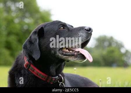Seitenansicht des schwarzen Labrador Retriever, der in den Himmel blickt Stockfoto