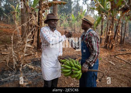 Zwei afrikanische Bauern schütteln sich die Hände, nachdem sie in der Plantage ein paar Kochbananen ausgetauscht haben, Geschäftsleute bei der Arbeit Stockfoto