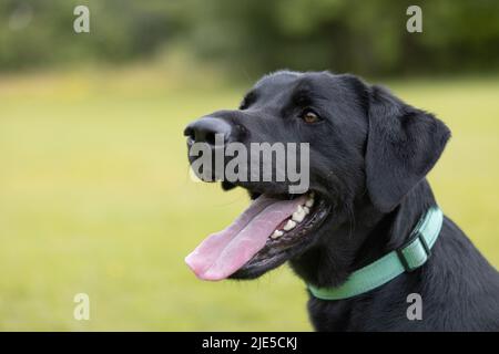 Seitenansicht des jungen schwarzen Labradors, der einen Kragen trägt und seine Zunge am Hundepark herausragt Stockfoto