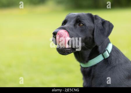 Seitenansicht des jungen schwarzen Labradors, der mit einem Kragen die Nase leckt und seine Zunge vor einem grünen Hintergrund zeigt Stockfoto