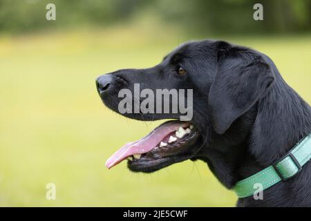 Seitenansicht des jungen schwarzen Labradors mit Kragen und Zunge, die am Hundepark herausragt Stockfoto