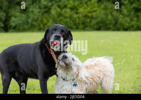 Weißer Labradoodle, der den schwarzen Labrador mit einem roten Spielzeug im Mund anschaut. Hunde haben Spaß im Hundepark Stockfoto