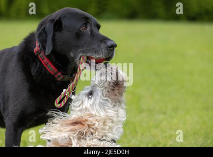 Weißer Labradoodle, der den schwarzen Labrador mit rotem Spielzeug im Mund anschaut. Hunde haben Spaß im Hundepark Stockfoto