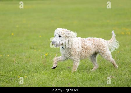 Weißer Labradoodle beim Laufen und auf dem Gras mit Fell im Wind Stockfoto