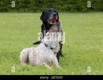 Weißer Labradoodle versucht, ein rotes Spielzeug aus schwarzem Labrador zu greifen. Hunde haben Spaß im Hundepark Stockfoto