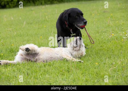 Weißer Labradoodle versucht, rotes Spielzeug aus schwarzem Labrador zu greifen, während er auf dem Rücken liegt. Hunde haben Spaß im Hundepark Stockfoto
