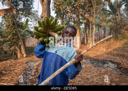 Kleines Kind arbeitet auf den Feldern und hat eine Reihe von Bananenplantagen in afrika gesammelt, Kinderarbeit Konzept Stockfoto