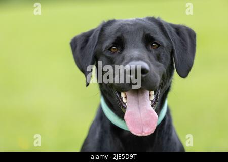 Junger schwarzer Labrador Retriever mit Kragen und Blick auf die Kamera, wobei die Zunge aus dem Mund ragt Stockfoto
