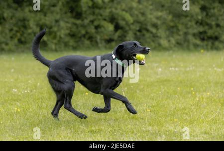 Junger schwarzer Labrador mit Kragen, der auf dem Gras läuft, und Tennisball im Mund Stockfoto