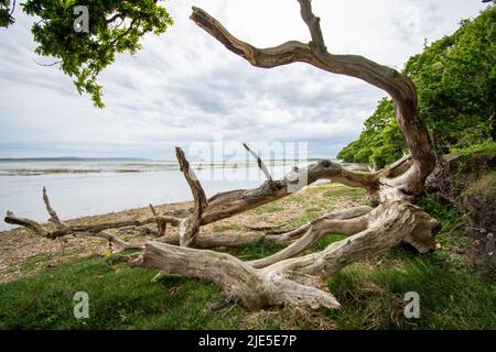 Skelett eines Baumes, der am Strand in der Nähe von Lymington, Hampshire, Großbritannien, liegt Stockfoto