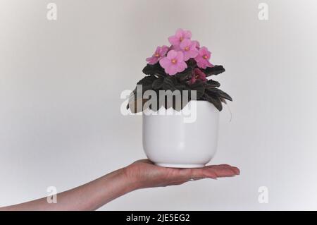 Eine Studioaufnahme einer rosafarbenen, afrikanischen Violett (Saintpaulia sp.) Hauspflanze in einem weißen Pflanzentopf, vor weißem Hintergrund. Stockfoto