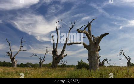 Die toten alten Eichen von Mundon Essex, England, im Sommer. Stockfoto