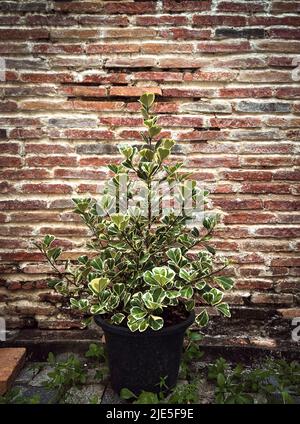 Topfpflanzen sind von Ficus triangularis variegata, dreieckige Blattpflanze, die neben der roten Ziegelwand geschmückt ist Stockfoto