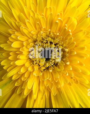 Gelbe Blume, geschlossene Ansicht der gelben Chrysantheme, es gibt ein Loch in der Mitte der Blume Stockfoto