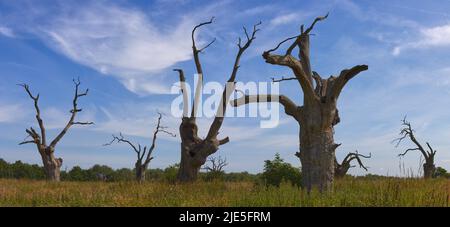 Panoramablick auf die toten alten Eichen von Mundon Essex, England, im Sommer. Stockfoto