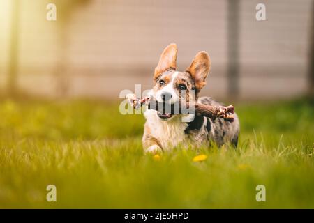 Fröhlicher Corgi-Hund, der an einem sonnigen Tag im Gras mit Stockspielzeug für Hunde im Freien läuft. Lustige Corgi Welpen spielen mit Hund Spielzeug Stockfoto