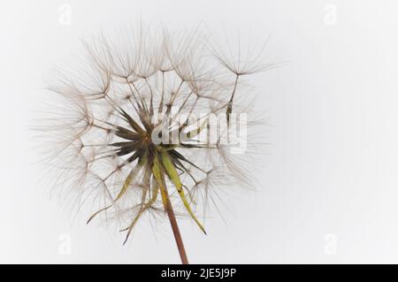 Eine einzelne Dommelionsuhr, die auf einem weißen Hintergrund steht, wobei ein Samen von der Uhr wegkommt Stockfoto