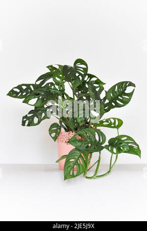 Eine Studioaufnahme einer Monstera Monkey Mask Hauspflanze (Monstera adansonii) in einem hellen Pfirsichtopf vor weißem Hintergrund Stockfoto