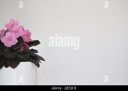 Eine Studioaufnahme einer rosafarbenen, afrikanischen Violett (Saintpaulia sp.) Hauspflanze in einem weißen Pflanzentopf, vor weißem Hintergrund. Stockfoto