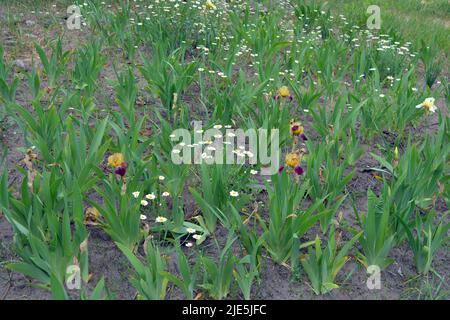 Helle bunte interessante Bilder, original Outdoor mehrjährige Blumen. Große Büsche blühender lila-gelber Iris wachsen auf der Straße. Stockfoto