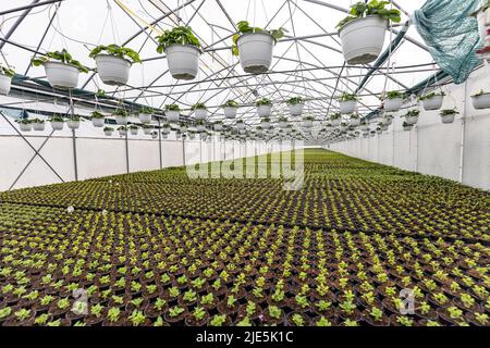 Grüne Blumensämlinge in Töpfen und Erdbeerpflanzen, die im Gewächshausinneren von der Decke hängen Stockfoto